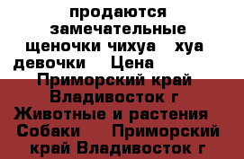 продаются замечательные щеночки чихуа - хуа, девочки! › Цена ­ 15 000 - Приморский край, Владивосток г. Животные и растения » Собаки   . Приморский край,Владивосток г.